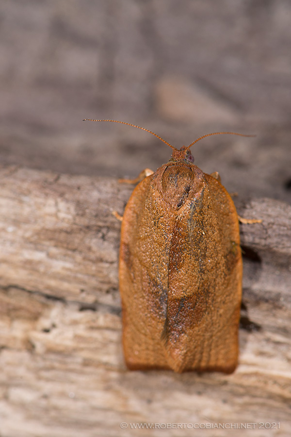 Cacoecimorpha pronubana - Tortricidae